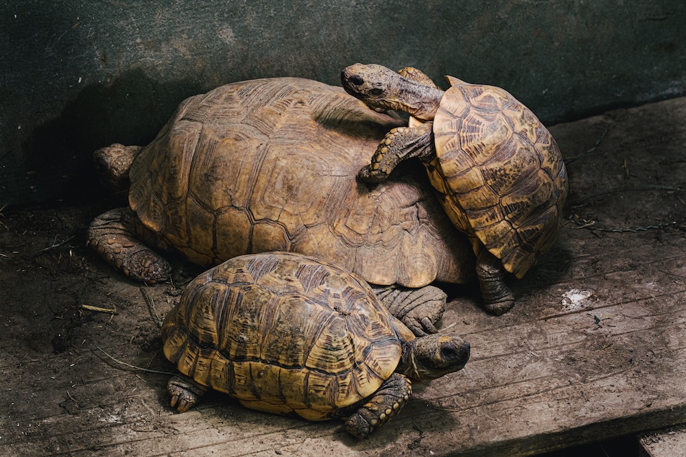 Bei einigen Schildkrötenarten sind die Männchen kleiner als die Weibchen.