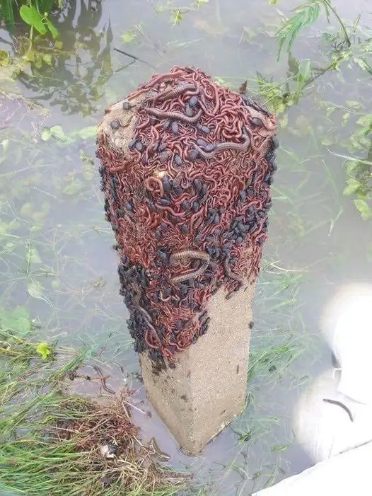 Ein Betonpoller, der von einer großen Anzahl rot-schwarzer Regenwürmer oder ähnlicher Tiere bedeckt ist, steht in einem überschwemmten Gebiet mit Gras und Wasserpflanzen.