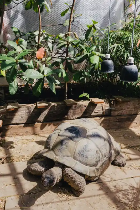 Die Riesenschildkröte George ist über 30 Jähre alt.