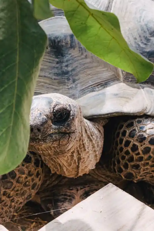 Die Riesenschildkröte George.