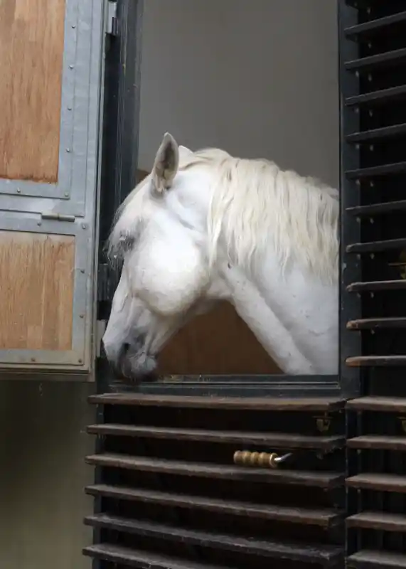 Ein Lipizzaner der Spanischen Hofreitschule