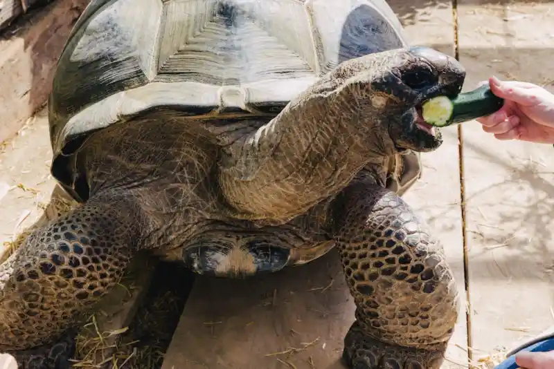 Die Riesenschildkröte George isst gerne Zucchini.