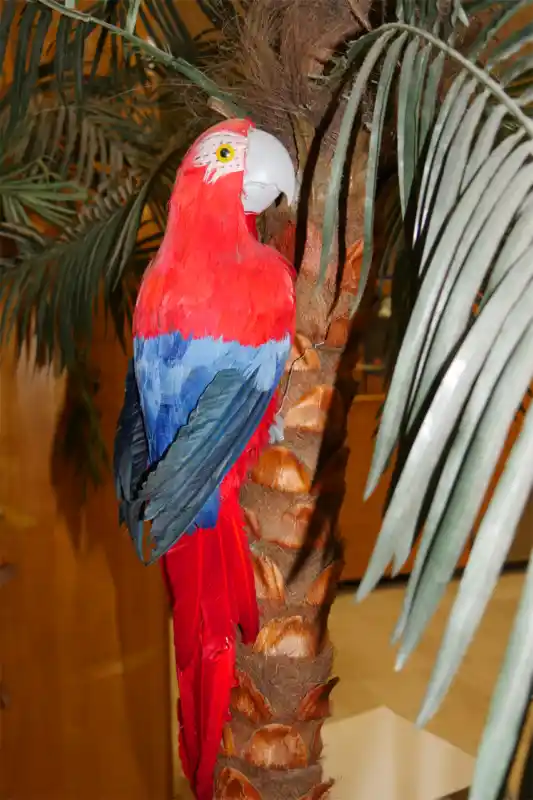 Papagei auf Palme im Solarium