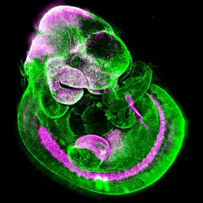 Zellen die Narben generieren können bei einem Embryo unter dem Mikroskop